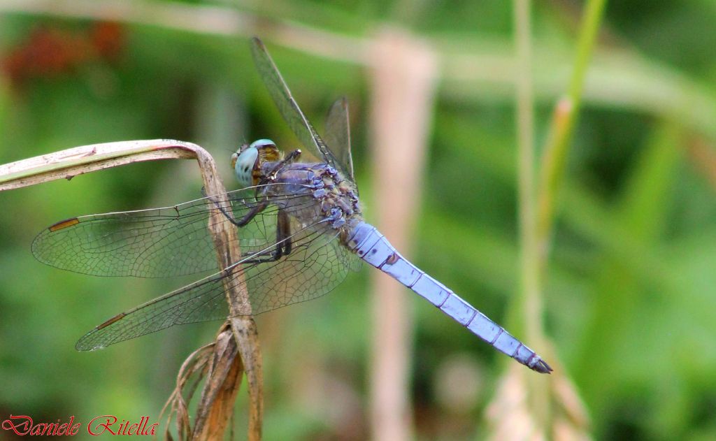 Due libellule della stessa specie: Orthetrum coerulescens